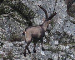 Capra pyrenaica