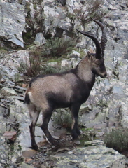 Capra pyrenaica
