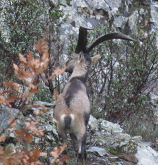 Capra pyrenaica