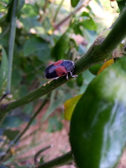 Megalostomis pyropyga