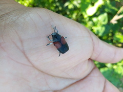 Megalostomis pyropyga