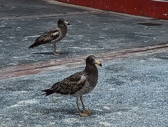 Larus belcheri