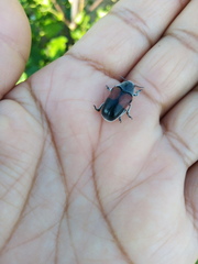 Megalostomis pyropyga