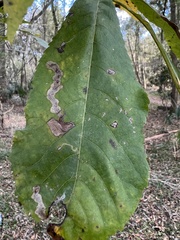 Cameraria caryaefoliella