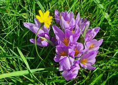 Crocus serotinus