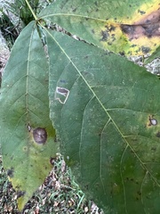 Cameraria caryaefoliella