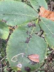 Cameraria caryaefoliella