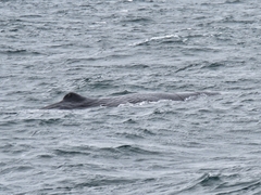 Physeter macrocephalus