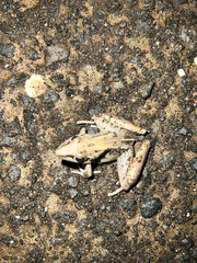 Litoria nasuta