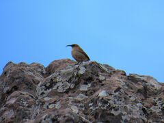 Upucerthia validirostris