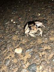Litoria nasuta
