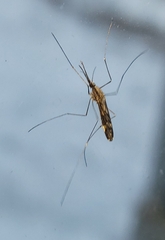 Anopheles punctipennis