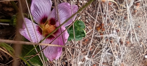 Acaulimalva nubigena (Acaulimalva nubigena)