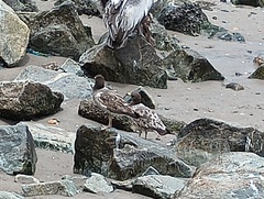 Larus belcheri