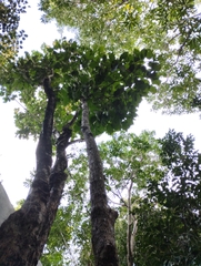 Cordia alliodora