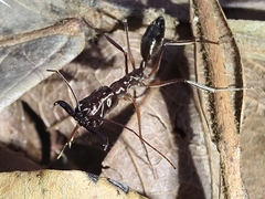 Odontomachus chelifer