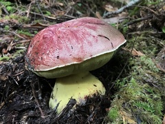 Butyriboletus autumniregius