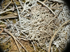 Cladonia rangiformis