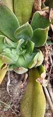 Echeveria