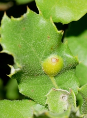 Plagiotrochus australis