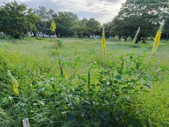 Crotalaria