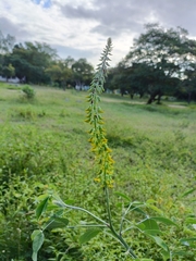 Crotalaria
