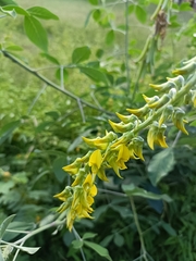 Crotalaria