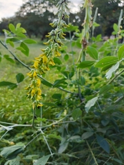 Crotalaria