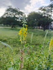 Crotalaria