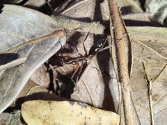 Odontomachus chelifer