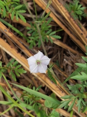 Convolvulus sagittatus