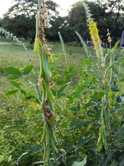 Crotalaria