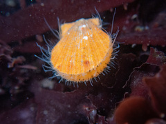 Crassadoma