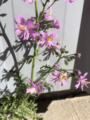Schizanthus hookeri