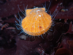 Crassadoma