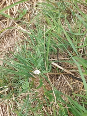 Convolvulus sagittatus