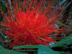 Brownea macrophylla