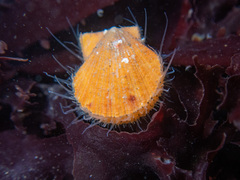 Crassadoma
