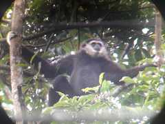Hylobates lar
