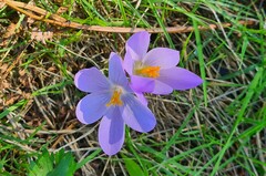 Crocus serotinus