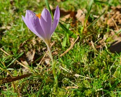 Crocus serotinus