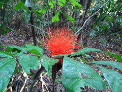 Brownea macrophylla