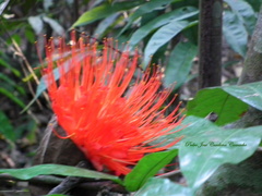 Brownea macrophylla