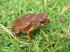 Sclerophrys maculata
