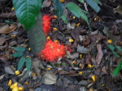 Brownea macrophylla