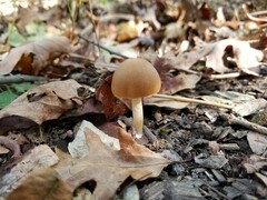 Psathyrella albescens