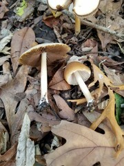 Psathyrella albescens