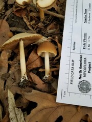 Psathyrella albescens