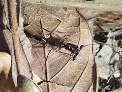 Odontomachus chelifer