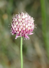 Allium sphaerocephalon